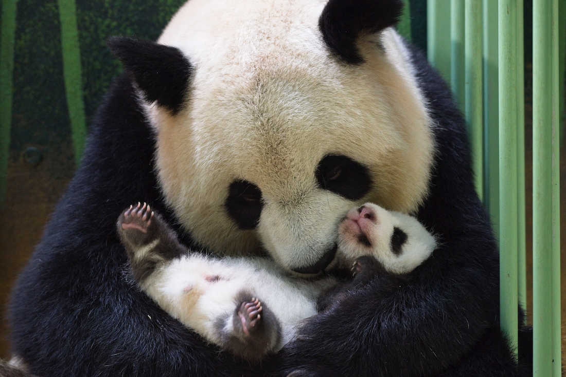 HuanHuan et Fleur de Coton, pandas du Zoo de Beauval.